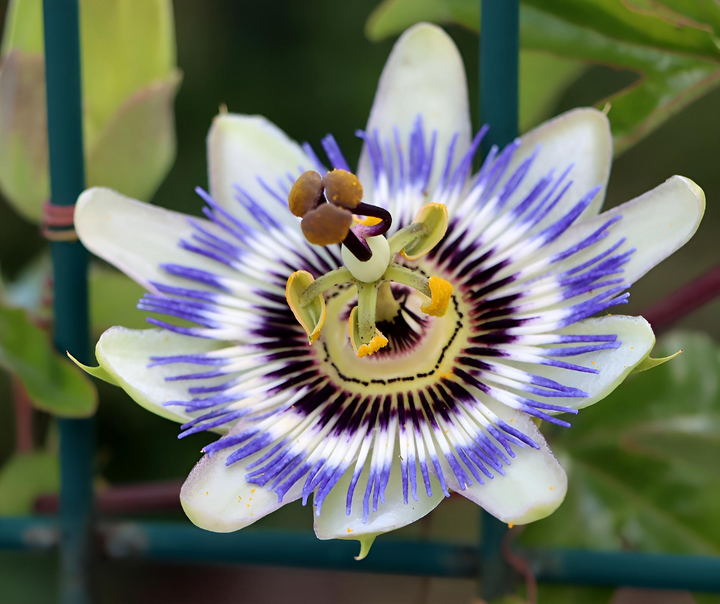 La Passiflore : une fleur apaisante pour un Sommeil Tranquille et un Esprit Serein