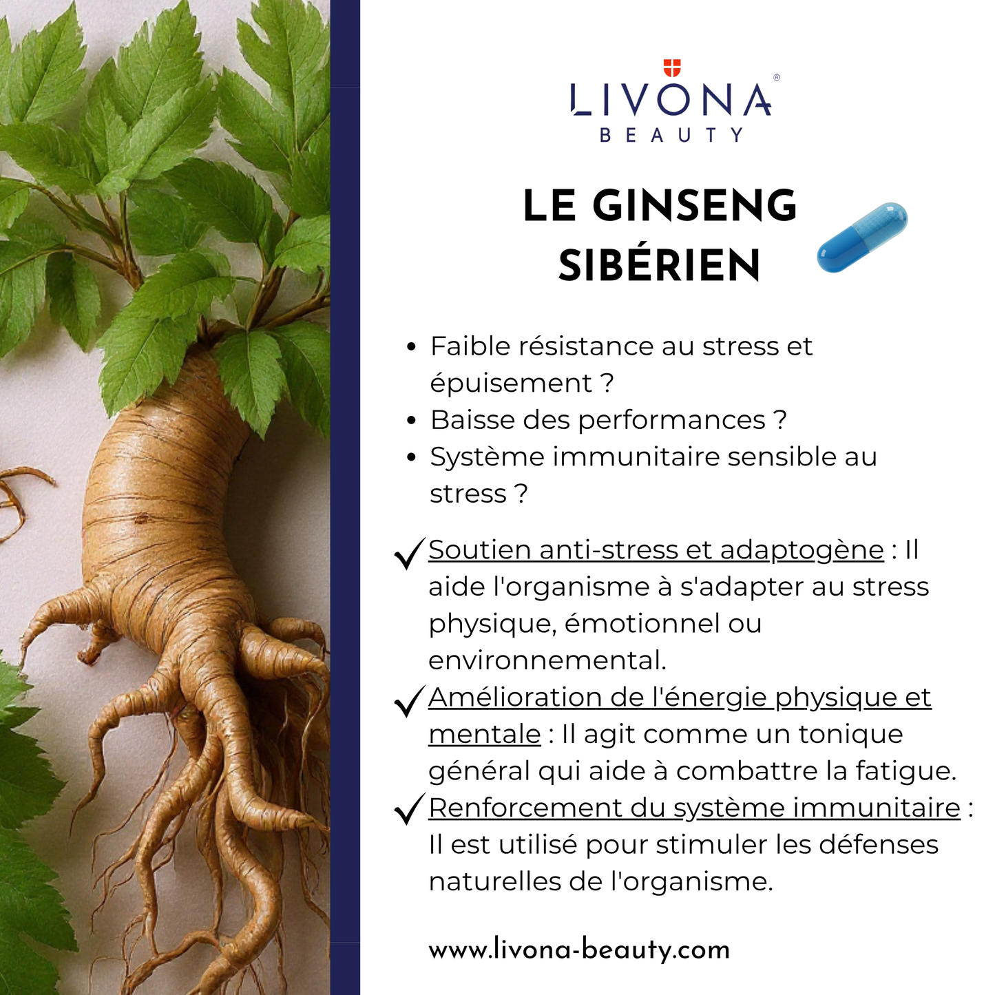 Ginseng Sibérien & Passiflore